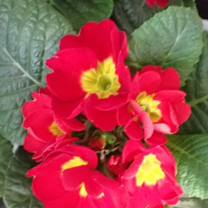 プリムラ,プリムラ,鉢植え,軒下の画像