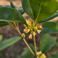 銀木犀,銀木犀,銀木犀,銀木犀,ギンモクセイの画像