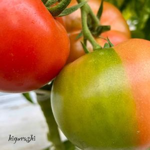 トマト,大玉トマト,花のある暮らし,GSに感謝。の画像