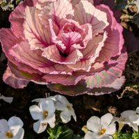 バコパ,ハボタン,葉牡丹,ガーデンカーネーション,我が家の花壇の画像