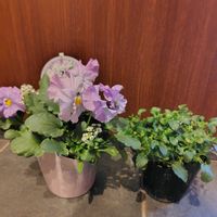 パンジー,ビオラ,緑のある暮らし,花のある生活,中学生の画像