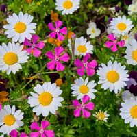 シレネ,ノースポール,ビオラ,街角の花の画像