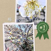 ウメ,スイセン,ツメレンゲ,白い花,スマホ撮影の画像