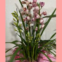 シンビジウム,ニンニク,手作り,花のある暮らし,お花大好き♡の画像