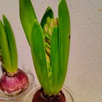 ヒヤシンスの水耕栽培,ヒヤシンスの水栽培★の画像