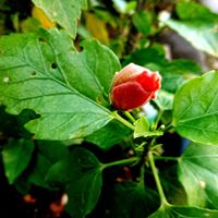 チェリーセージ,ハイビスカス,メキシカンブッシュセージ,コエビソウ,PRの画像