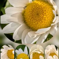 サザンカ,ダイアンサス,ノースポール,コウモリラン,チェッカーベリーの画像