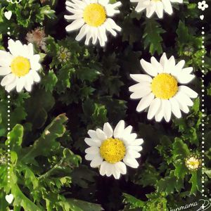 ノースポール,ノースポール,こぼれ種,軒下,過去picの画像