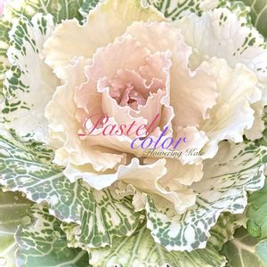 葉牡丹,観葉植物,古典園芸植物,花のある暮らし,緑のある暮らしの画像