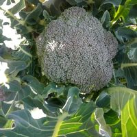 キッチン,家庭菜園,畑の画像