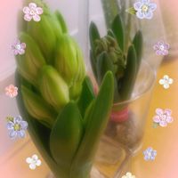 ヒヤシンス水栽培,札幌から,リビング・ダイニングの画像