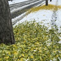 銀杏,イチョウの画像