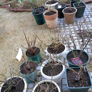 植え替え,紫陽花 アジサイ あじさい,バラの冬剪定,寒肥,ばら バラ 薔薇の画像