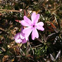 コスモス,コスモス,シバザクラ,シバザクラ,デンドロビウムの画像