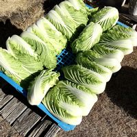 白菜,iPhone撮影,畑　畑道,家庭菜園の画像