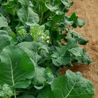 スティックブロッコリー,我が家の畑,人との繋がりに感謝✨,今日も元気に頑張ろう‼️,花友さんに感謝♡の画像