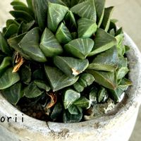 レツーサ,ハオルチア レツーサ,ベランダガーデン,iPhone撮影,おうち園芸の画像