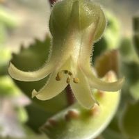 熊童子錦,熊童子,白兎耳,多肉植物,花のある暮らしの画像