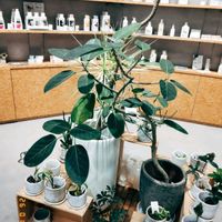 フランスゴムの木,フィカス　ウンベラータ,フィカス・アルテシマ,フィカス・ティネケ,フィカス ルビギノーサ(フランスゴムの木)の画像