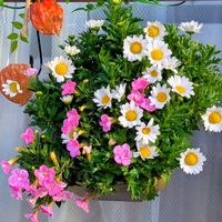 カリブラコア,ノースポール,大輪クリサンセマム,ガーデニング,マイガーデンの画像