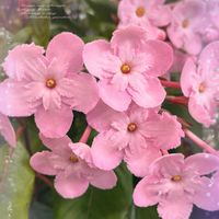 ルクリア,ニオイザクラ,ルクリア (アッサムニオイザクラ),花言葉,ピンクの花の画像