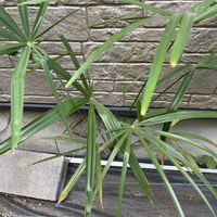 シュロチクの画像