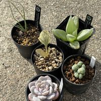 コノフィツム,コノフィツム ウィッテベルゲンセ,ブルビネ属　メセンブリアントイデス,オトンナ ヘレー,エケベリア ラウイの画像