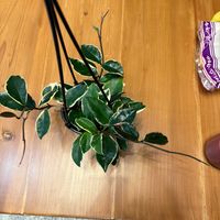 ホヤ・カルノーサ,観葉植物,ホヤ,グリーンのある暮らし,リビング・ダイニングの画像