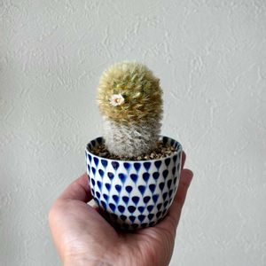 カルメナエ,マミラリア　カルメナエ,黄棘カルメナエ,サボテンの花,リッチェル　ハンギングポールの画像