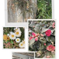 ノースポール,トキワシノブ,冬を楽しむ,今日のお花,朝散歩の画像