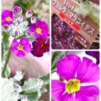 スイセン,プリムラ,水仙,サニーレタス,マギーの画像