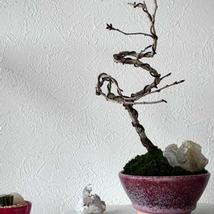 盆栽,ミニ盆栽,桜盆栽,十月桜盆栽の画像