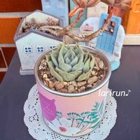 アロエ,アガベ,コルジリネ,アガベ　笹の雪,多肉植物の画像