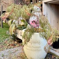 セルリア,セルリア プリティーピンク,ネイティブプランツの画像