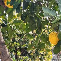 カクレミノの画像