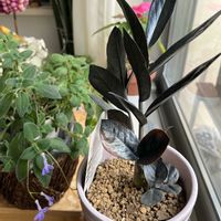 ストレプトカーパス,ザミオクルカス  レイヴン,ザミオクルカス  レイヴン,鉢植え,楽しみ〜の画像