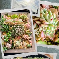 多肉植物,多肉寄せ植え,可愛い,元気！,もりもり多肉の画像