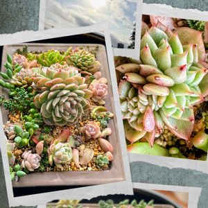 多肉植物,多肉寄せ植え,可愛い,元気！,もりもり多肉の画像