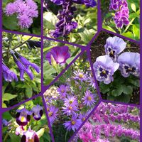 アゲラタム,デュランタ,トレニア,ノコンギク,ブルーサルビアの画像