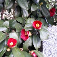 ツバキ,ノースポール,花言葉,こぼれ種,今日のお花の画像