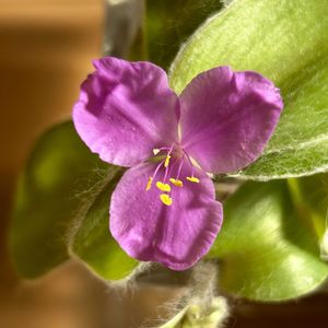 トラカン白雪姫,乙女色クラブ,お気に入りです♬,愛しい命,楽しもう2026♪の画像