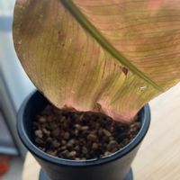 カラテア,カラテア　ワルセヴィッチーの画像