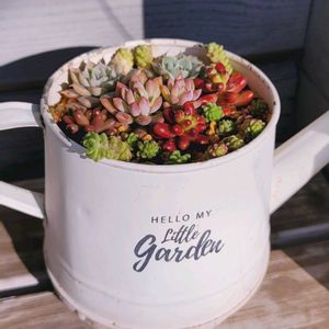 たにく,かわいいな♡,お花好き,自己流ガーデニング,お花のある暮らし✩︎⡱の画像