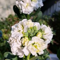 種蒔き,畑,庭の画像