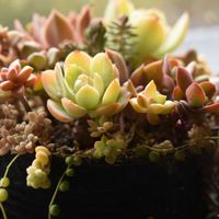 ワーテルメイエリ,ビアホップ ,ピーチプリデ,多肉植物,リメ缶の画像