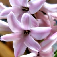 ヒヤシンス,タンポポ,クロガネモチ,水耕栽培,花のある暮らしの画像