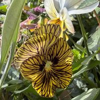 ツバキ,ブルースター,ロウバイ,ビオラ,侘助の画像