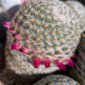 マミラリア属　内裏玉,oriの自由なピンクの日,エントランス,庭の画像