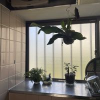 チランジア,まりも,メラノクラテル,コーヒーの木,ダバリア　ラビットフッドの画像