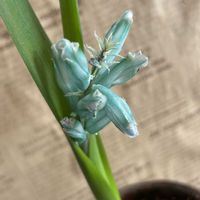 サザンカ,バラ,胡蝶の舞,ラケナリア・ヴィリディフローラ,oriの自由なピンクの日の画像